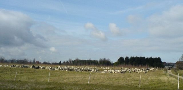dorpsbos oud vossemeer met schapen