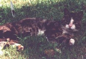 Hallo, wie zorgt ervoor dat ik thuiskom ?