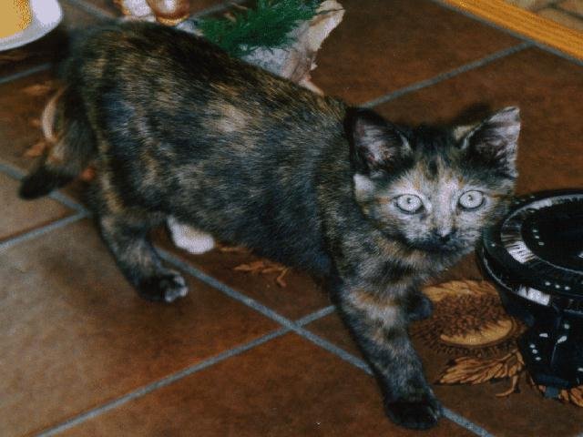 Het poesje, toepasselijk kluit genoemd (uitspreken als kluut)