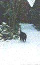 fishkick de kat(er) in de winter van 1995